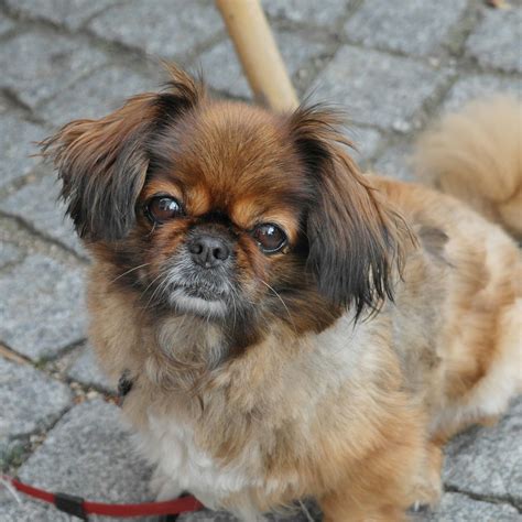 Pekinese Bei Dierenplezier