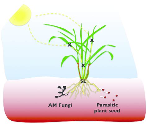 Roles Of Strigolactones In Plants Between Plant Species And Between