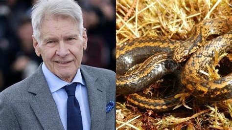 Llaman Harrison Ford a una nueva especie de serpiente descubierta en Perú