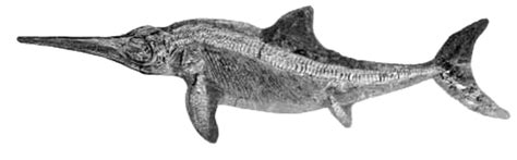 Ichthyosaur PNG Transparent Images