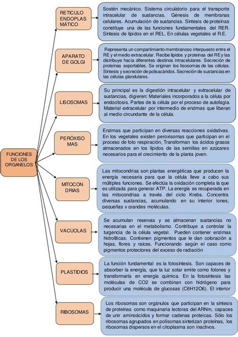 Pin De Salvador Timoteo Valentin En Biolog A Notas De Biolog A Temas