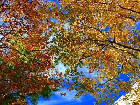 New Research On The Impact Of Trees On The Urban Heat Island Effect