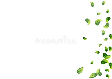 Swamp Leaf Fresh Vector Transparent Background Stock Vector