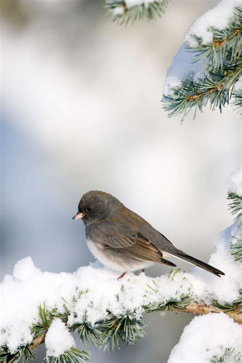 The Most Common Backyard Birds You'll See During the Winter