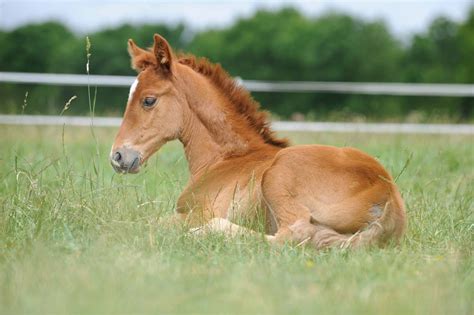 Foal Horse