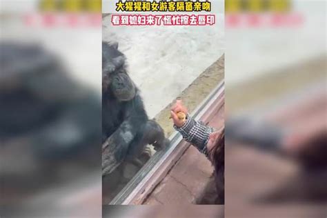 大猩猩和女游客隔窗亲吻，看到媳妇来了慌忙擦去唇印