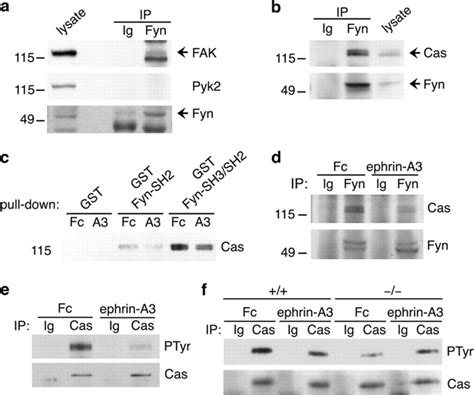 Ephrin A3 Stimulation Regulates The Association Of Fyn With Cas A And