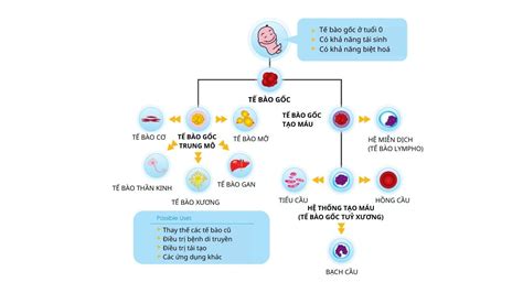 Lợi ích Lưu Trữ Tế Bào Gốc Là Gì Tại Sao Nên Lưu Trữ Tế Bào Gốc