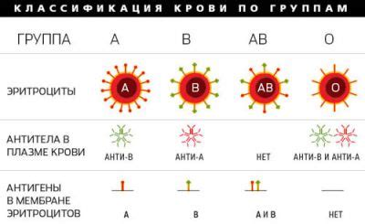 Найпопулярніша група крові