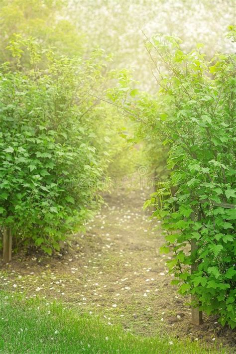 Walkway In The Garden Throw Green Bushes Of Currant To Blooming Apple