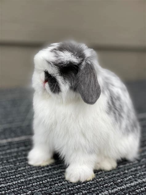 My Hoppers Hollands Holland Lop Show Quality Hollands In Seattle