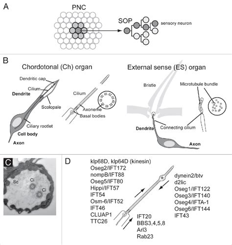 A Proneural Genes Are Expressed In Proneural Clusters Pnc From