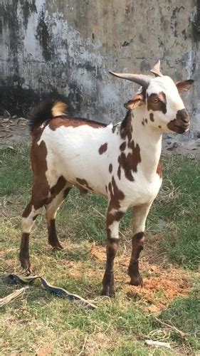 Barbari Goat At Best Price In Jamkhed Maharashtra Sj Goat And Agro Farm