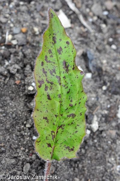 Hieracium Glaucinum Jest Bn K Nasiv L Pladias Datab Ze Esk