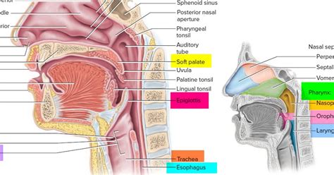 Anatomy of the Vocal Tract Quiz - By shelbyrae46