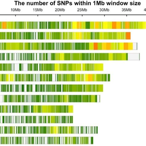 SNP Density Plot Chromosome Wise Representing Number Of SNPs Within 1