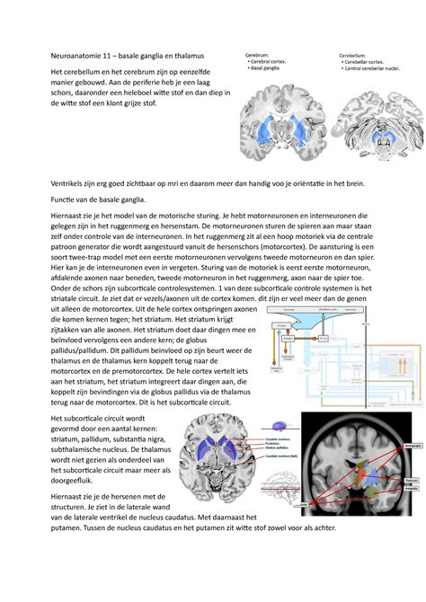 Basale Ganglia En Thalamus 11 Neuroanatomie 11 Basale Ganglia En
