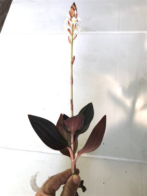 Black Jewel Orchid Dark Black Ludisia Discolor Jewel Orchid Etsy