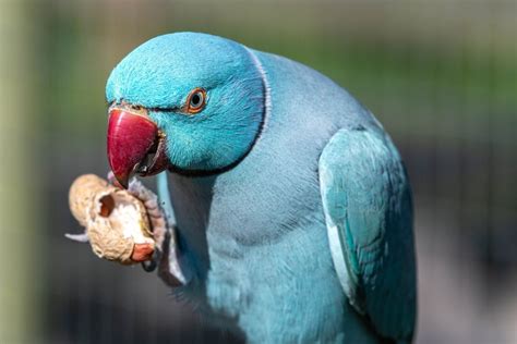 What Is The Best Diet For My Parakeet Petsoid