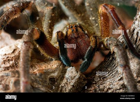 Phoneutria Nigriventer Brazilian Wandering Spider Aranha Armadeira