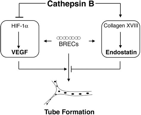 Cathepsin B Regulates The Intrinsic Angiogenic Threshold Of Endothelial