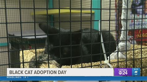 Collierville Animal Shelter holds "Black Cat Adoption Day ...