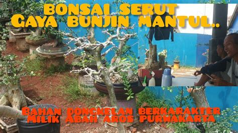 Bahan Bonsai Hasil Dongkelan Abah Aros Luar Biasa Mantul YouTube