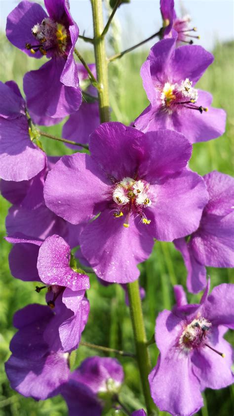 Verbascum Phoeniceum Riverside Garden Centre