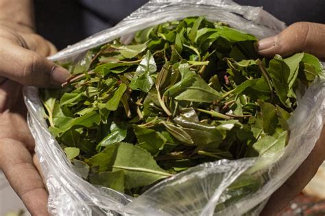 Narcotic leaf qat is everywhere in Yemen, despite civil war - Los ...