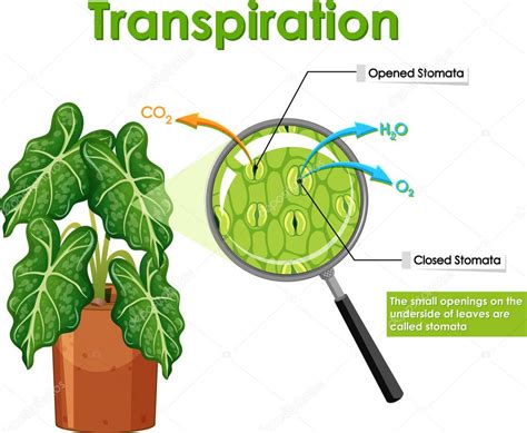 Diagrama Que Muestra Transpiraci N Ilustraci N Plantas Vector De Stock