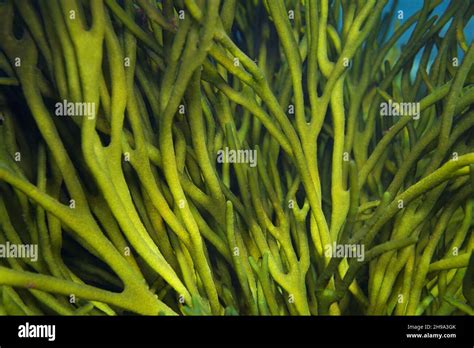 Velvet Horn Seaweed Green Alga Codium Tomentosum Close Up Underwater