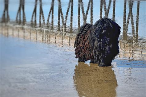 The Puli Puli Club Of America