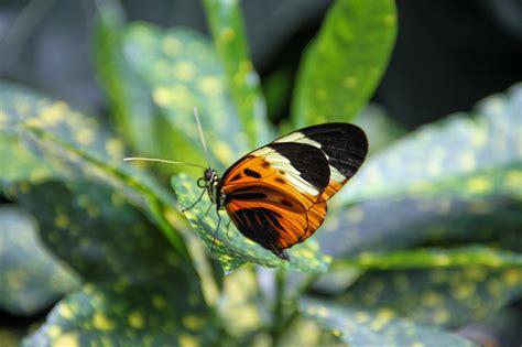 Dow Gardens Butterflies In Bloom Exhibit To Conclude On April