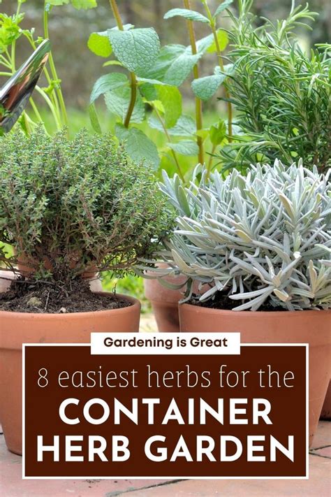 8 Of The Easiest Herbs That Thrive In Container Gardens Easy Herbs To