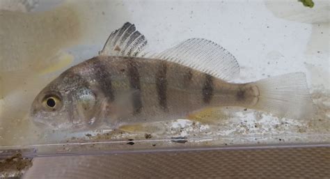 Maryland Biodiversity Project Black Drum Pogonias Cromis