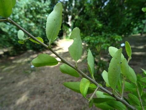 Ilex Vomitoria Aiton 1789 Aquifoliaceae Sinónimo Ilex Flickr