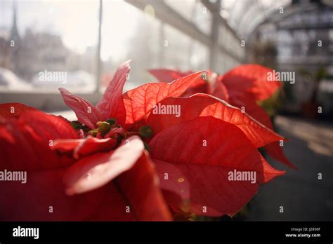 Poinsettia In Greenhouse Hi Res Stock Photography And Images Alamy