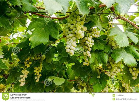 Grupos Das Uvas Para Vinho Que Penduram No Vinho No Sol Do Fim Da Tarde