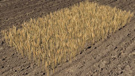 3d Model Wheat Field Vr Ar Low Poly Cgtrader