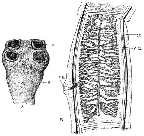 Taenia Diagram