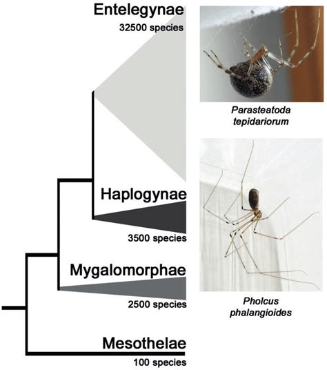 Spider models used in this study. The tree to the left shows a ...