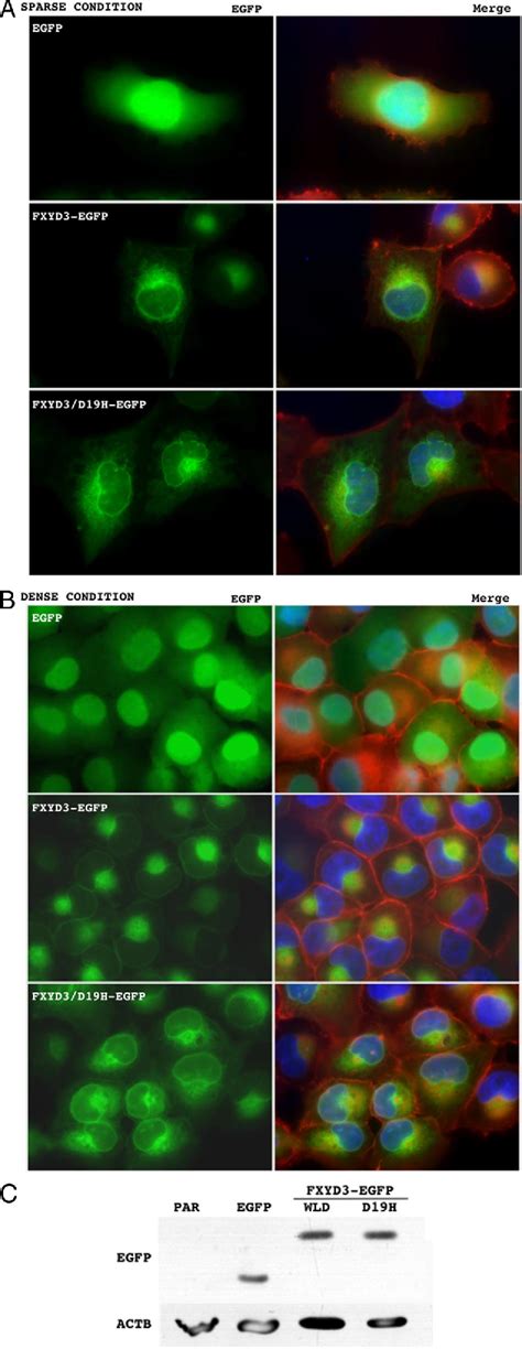 Figure From Down Regulation Of Fxyd Expression In Human Lung Cancers