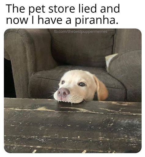 Already Only Super Horny On Twitter RT WholesomeMeme
