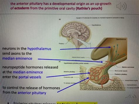 Hypothalamus Pituitary And Thyroid Function Flashcards Quizlet