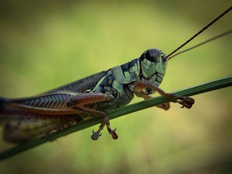 300 Free Locust And Insect Images