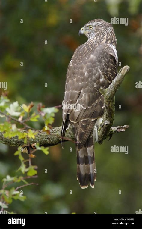 Juvenile male Northern Goshawk (Accipiter gentilis) in Oak wood, autumn ...