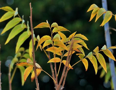 Pecan Nut Tree Leaves Free Stock Photo - Public Domain Pictures