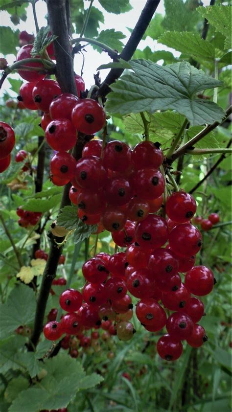 Porzeczka Czerwona Ribes Rubrum Centrum Ogrodnicze Dammera