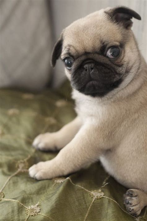 Adorable Baby Pug Cute Pugs Pinterest Pug Love Chubby Puppies