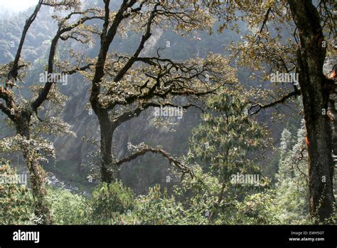 Landscape Lined With Forest Tree Lit In Morning Tress Stock Photo Alamy